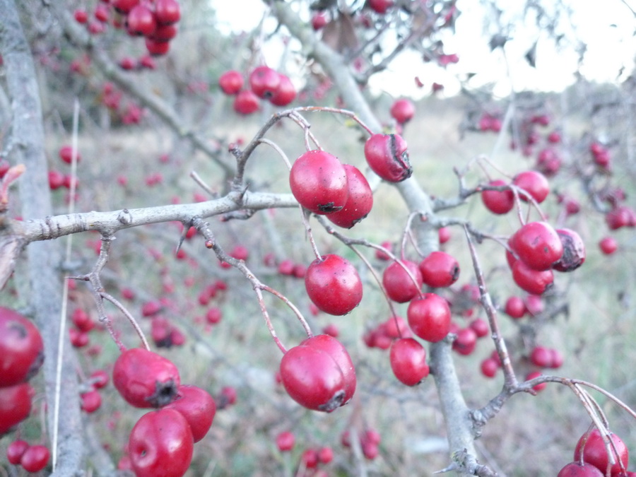 Crataegus ma qualle?monogyna?